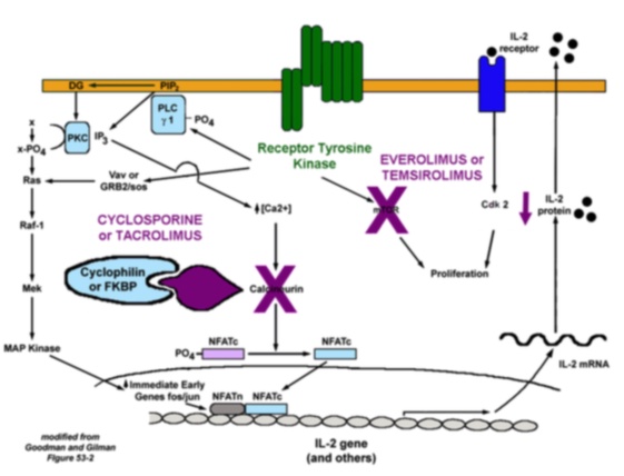 tacrolimus